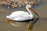 American White Pelican Port Aransas 2020